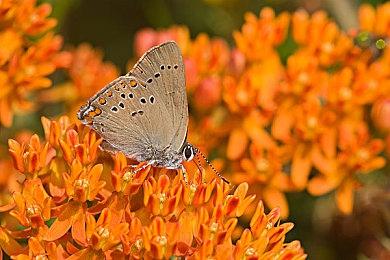 微软大裁员：B社、King受波及 《Everwild》据说被砍